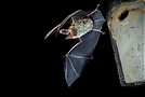 Bechsteinfledermaus (Myotis bechsteinii) beim Ausflug aus dem Tagschlafquartier, KD (da Lichtschranke)