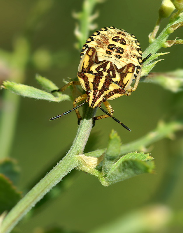 Carpocoris pudicus ND