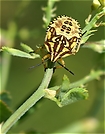 Carpocoris pudicus ND