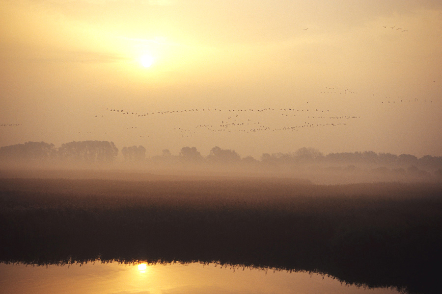 Herbstmorgen im NP Vorpommersche Boddenlandschft ND