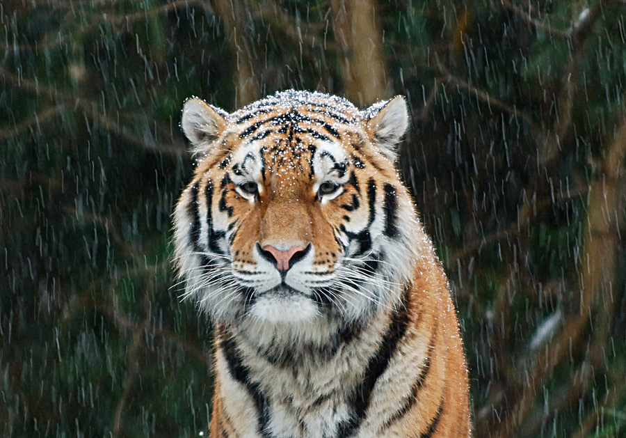 Tiger im Schnee