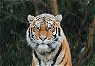 Tiger im Schnee