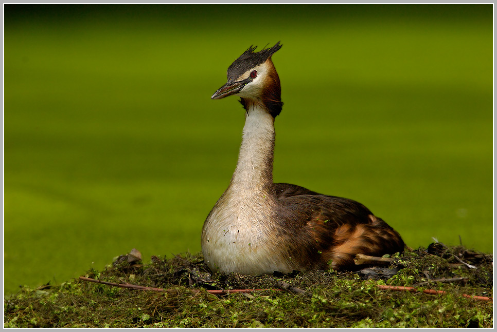 Haubentaucher (Podiceps cristatus)