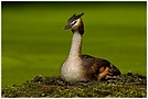 Haubentaucher (Podiceps cristatus)