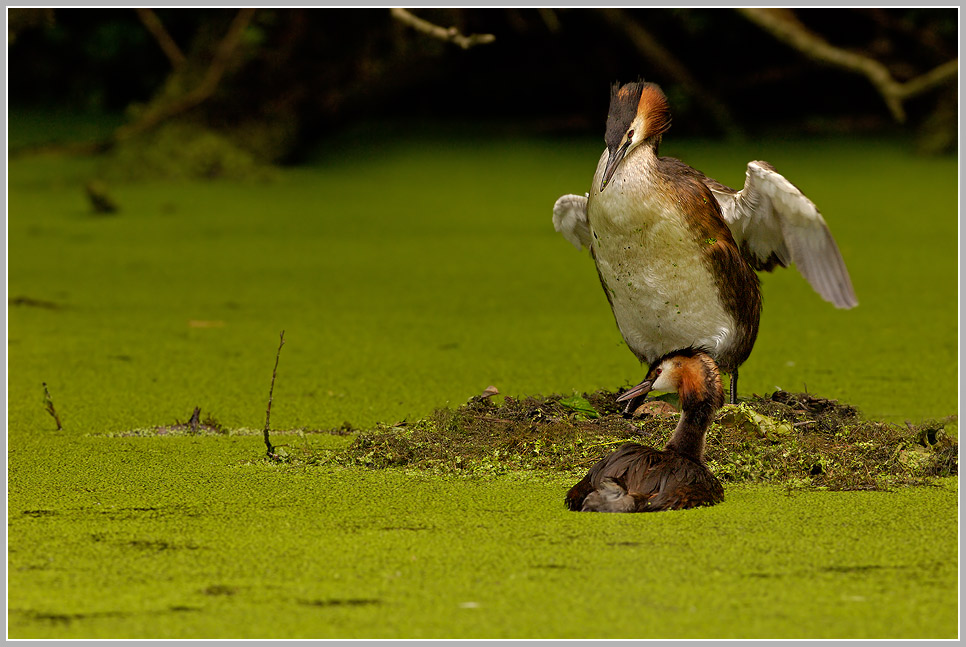 Haubentaucher (Podiceps cristatus)