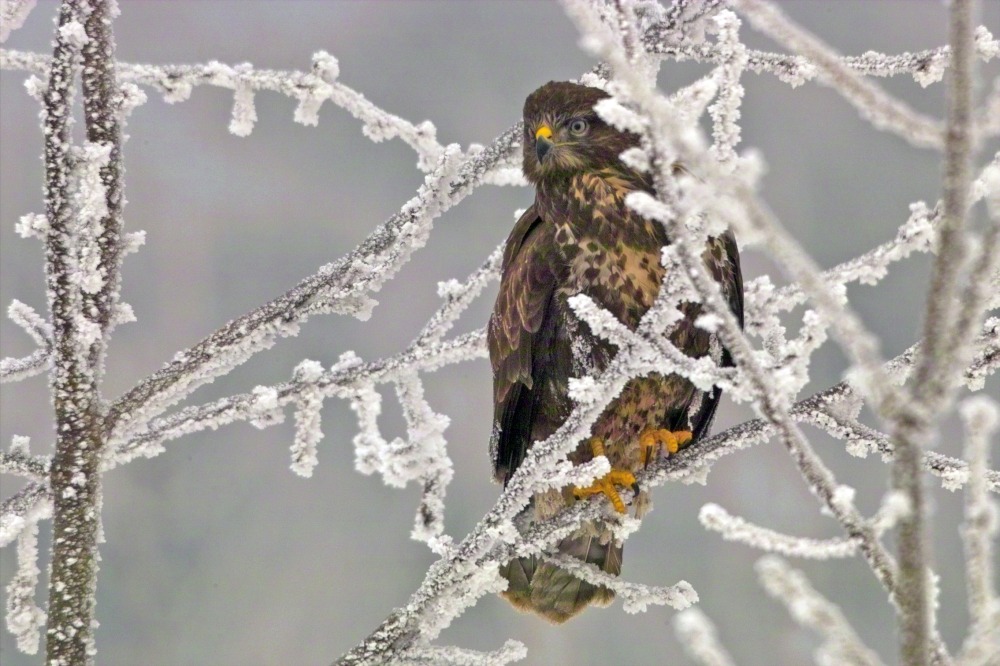 Mäusebussard KD