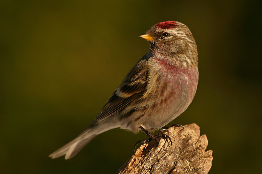 Birkenzeisig (Acanthis flammea)