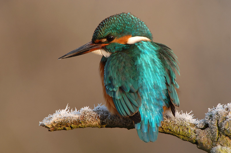 Eisvogel im Rauhreif