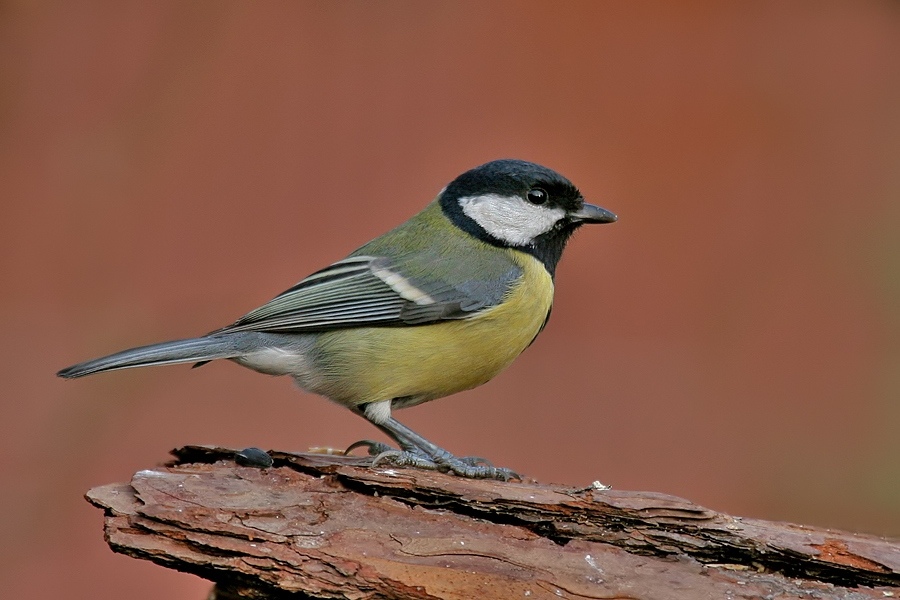 Kohlmeise [Parus major] [KD]