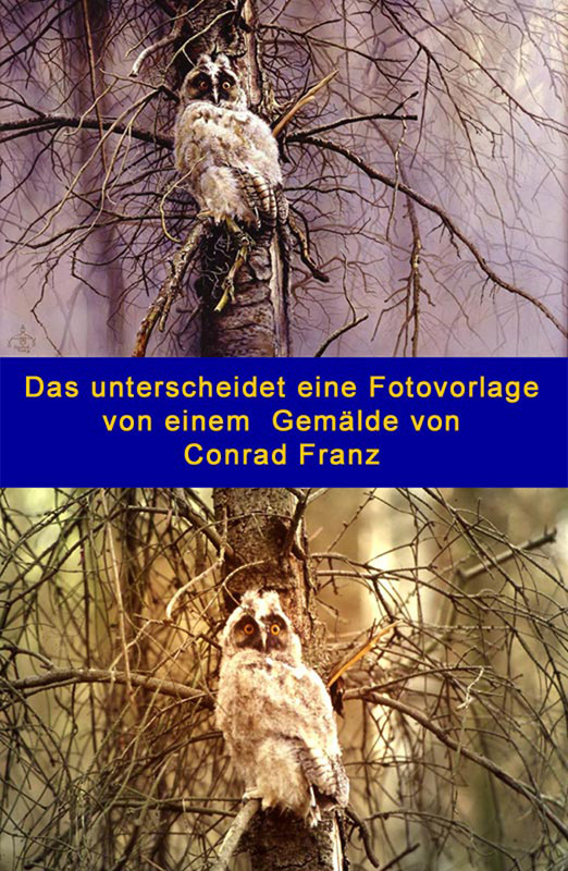 ND Waldohreule gemalt und fotografiert