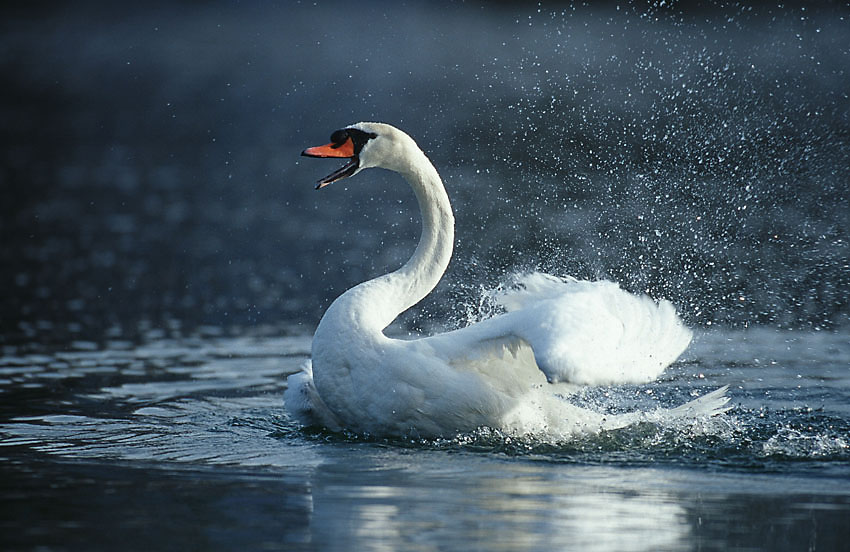 Höckerschwan ND