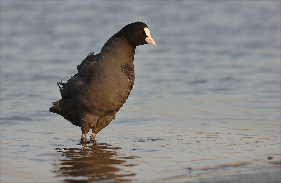 Bläßhuhn