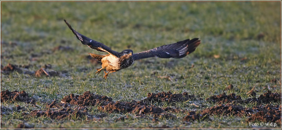 " Bussard im Anflug "