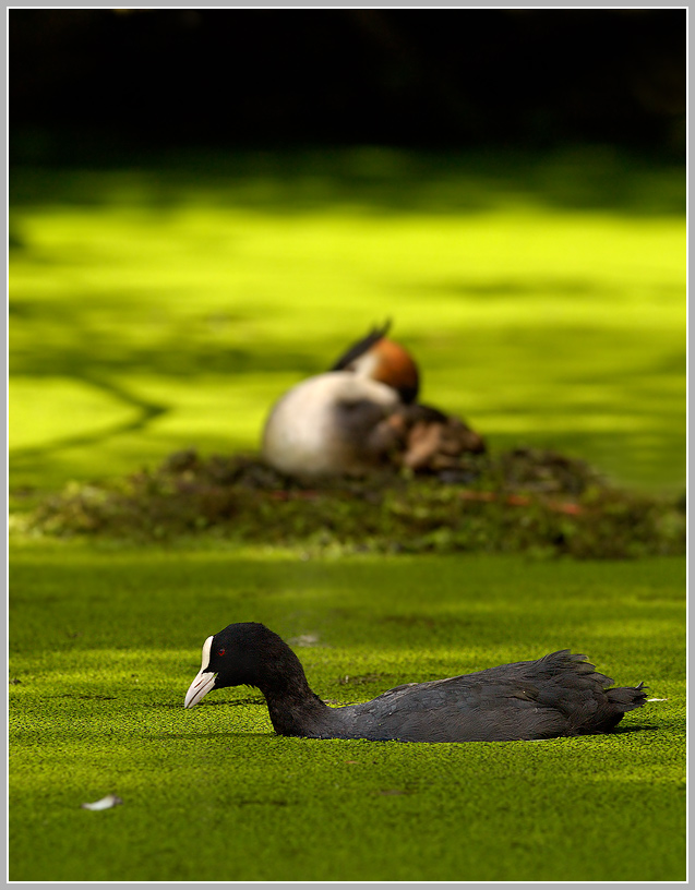 Blässhuhn (Fulica atra), im HG Haubentaucher (Podiceps cristatus)