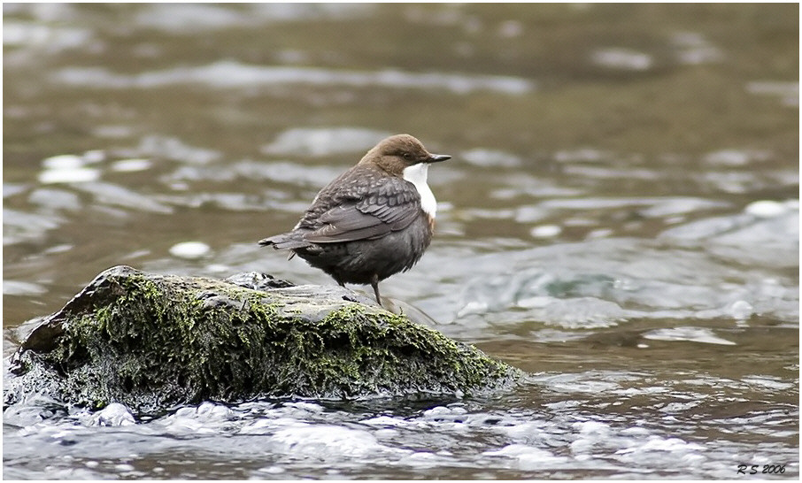 Wasseramsel