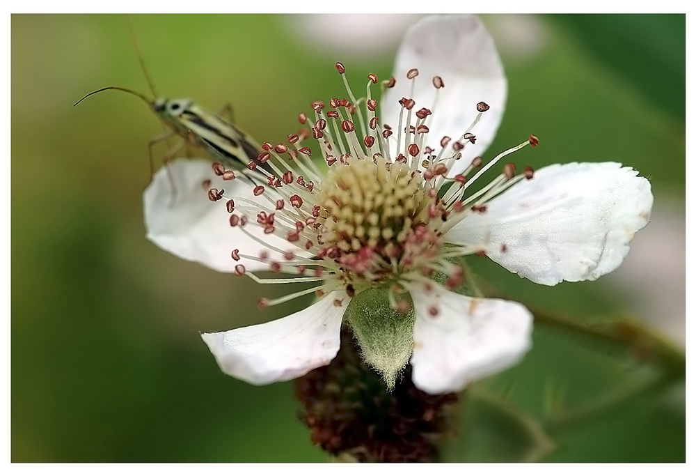 Sommerfrische - ND -