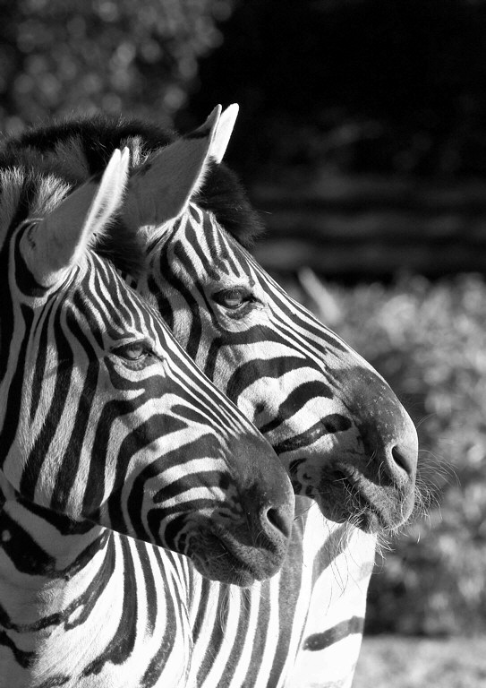 gestreiftes Doppel (Zoo)