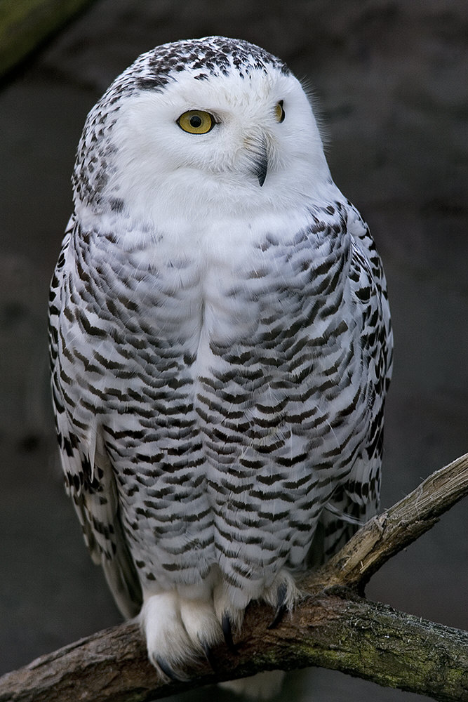 Schnee-Eule (Nyctea scandiaca)