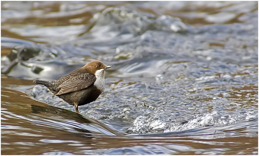 Wasseramsel 2