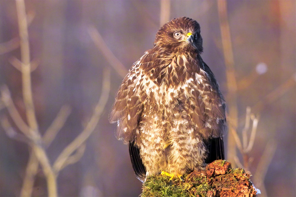 Mäusebussard ND