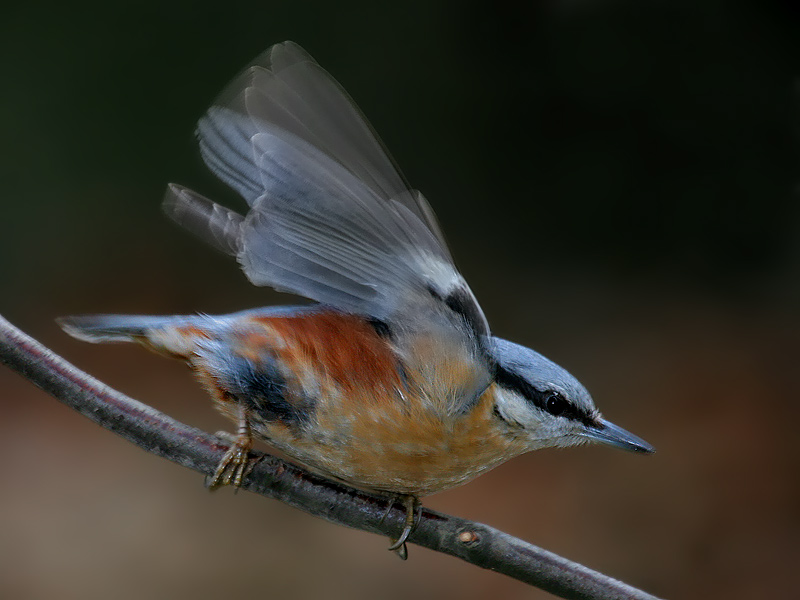 Kleiber (Sitta europaea) (KD)