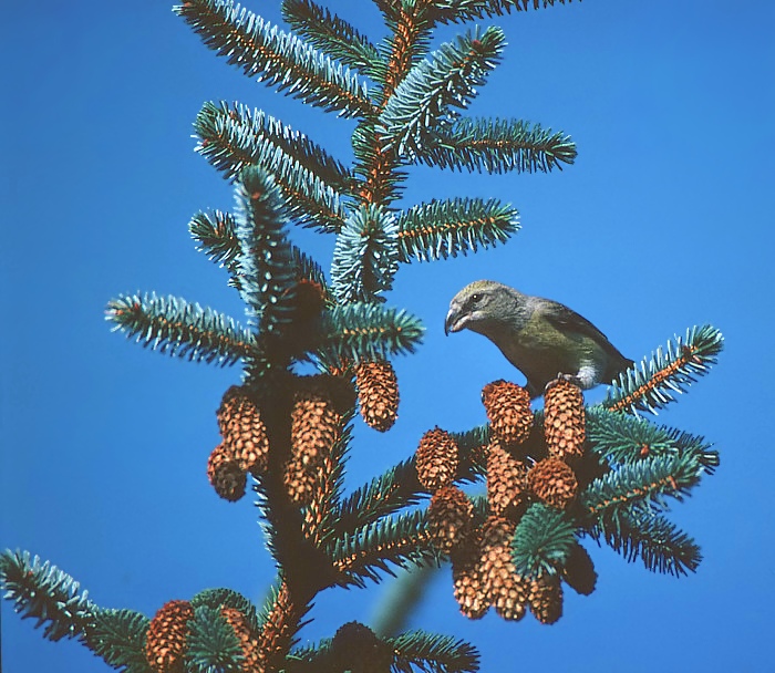 Fichtenkreuzschnabel (Loxia curvirostra) ND