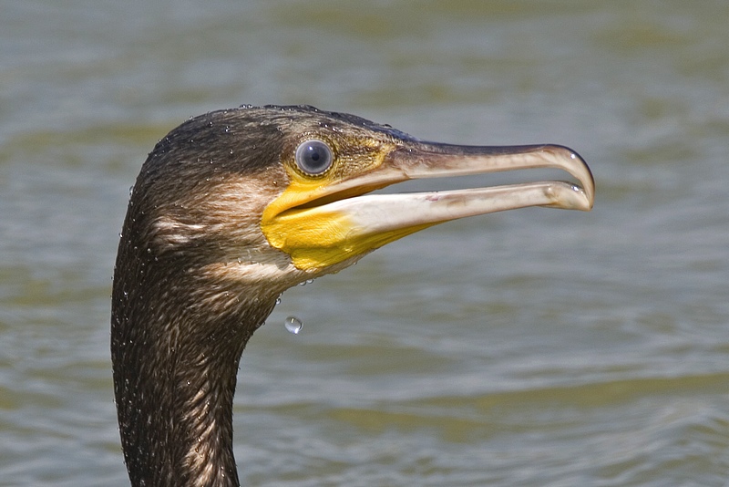Kormoran