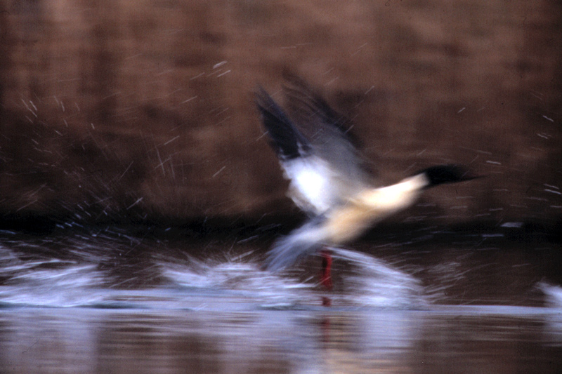 Gänsesäger ND