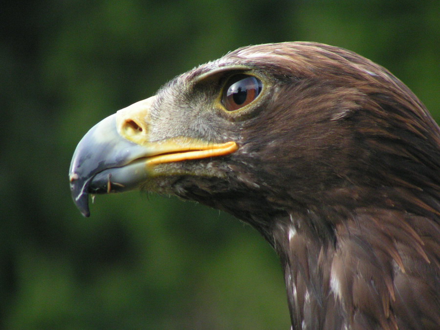 Adler beim Beutesuchen ZO