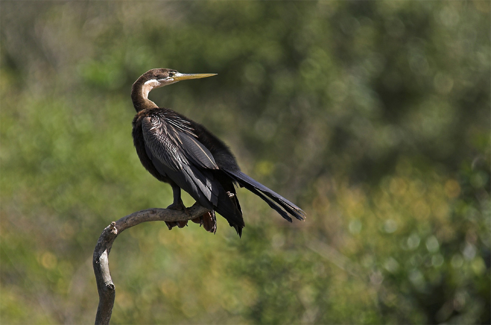 Schlangenhalsvogel ND