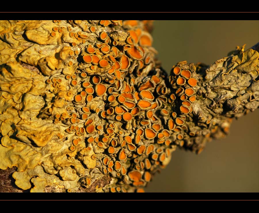 Flechten an einem Baum