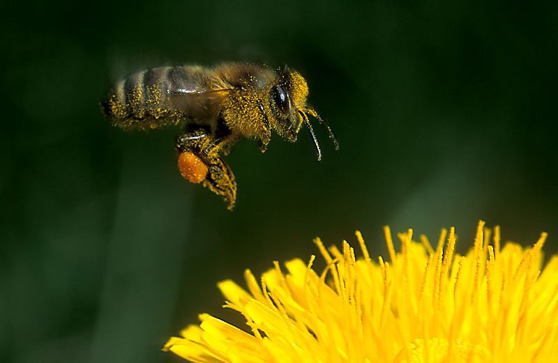 Biene im Anflug an Löwenzahn