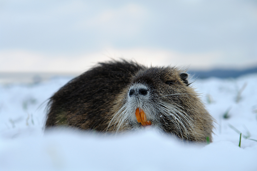 nutria