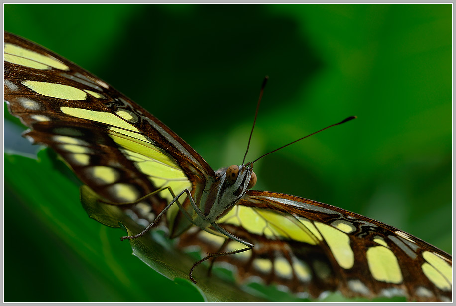 Malachitfalter (Siproeta stelenes)