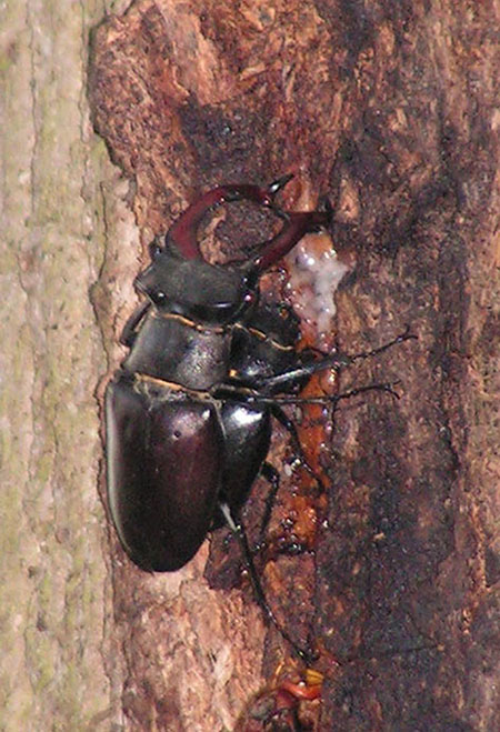 Hirschkäfer bei der Paarung