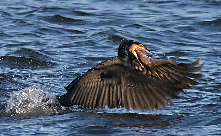 ND Kormoran beim Fischen