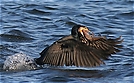 ND Kormoran beim Fischen