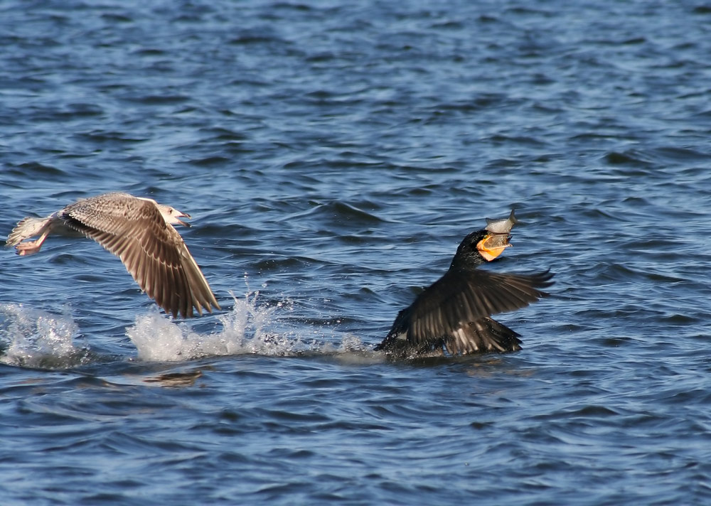 ND Kormoran beim Fischen