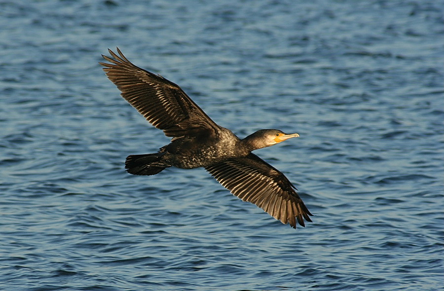 Kormoran