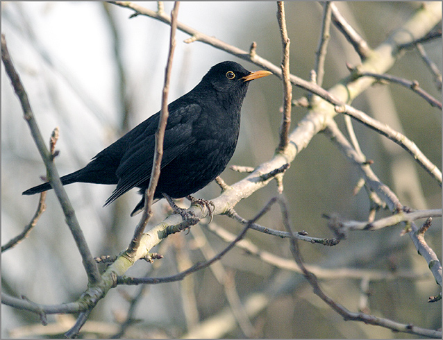 Amsel ND