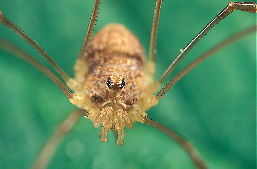 Weberknechte (Opiliones), ND