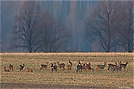 " Rehe im letzten Abendlicht "