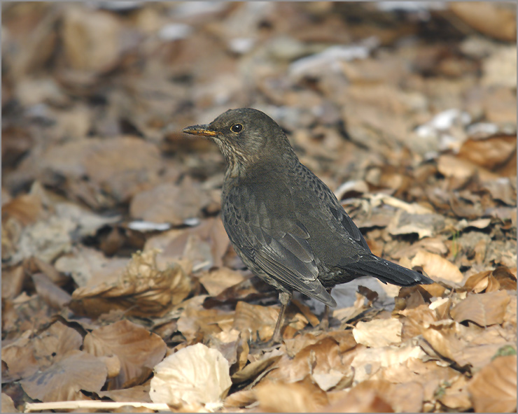 Amsel ND