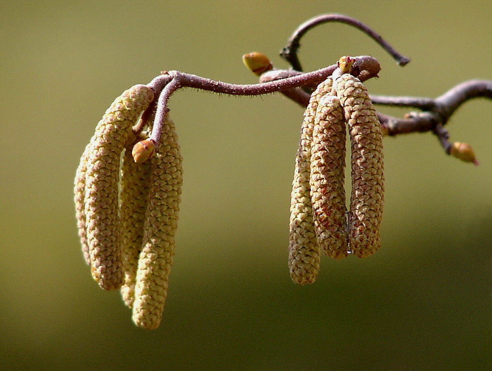 Haselnussblüte