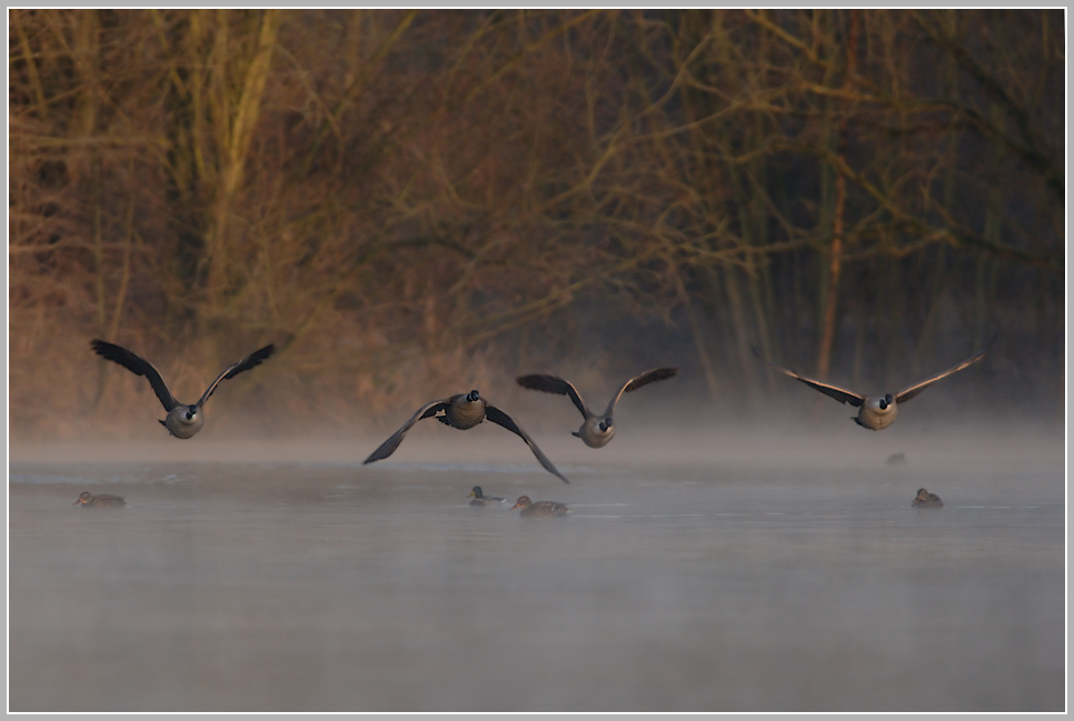 Kanadagans (Branta canadensis)