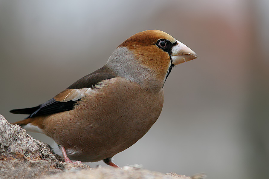 Kernbeißer (Coccothraustes coccothraustes) (KD)