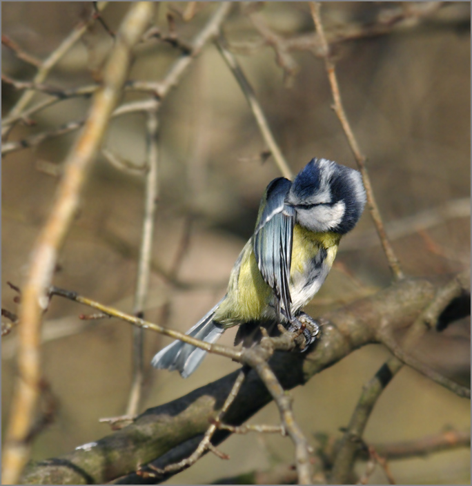 Blaumeise putzt sich - ND
