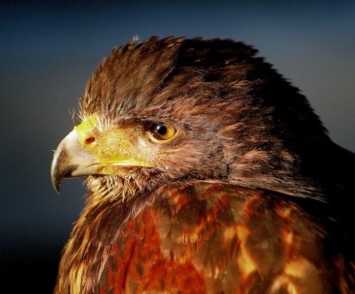 ZO :      Harris-Hawk