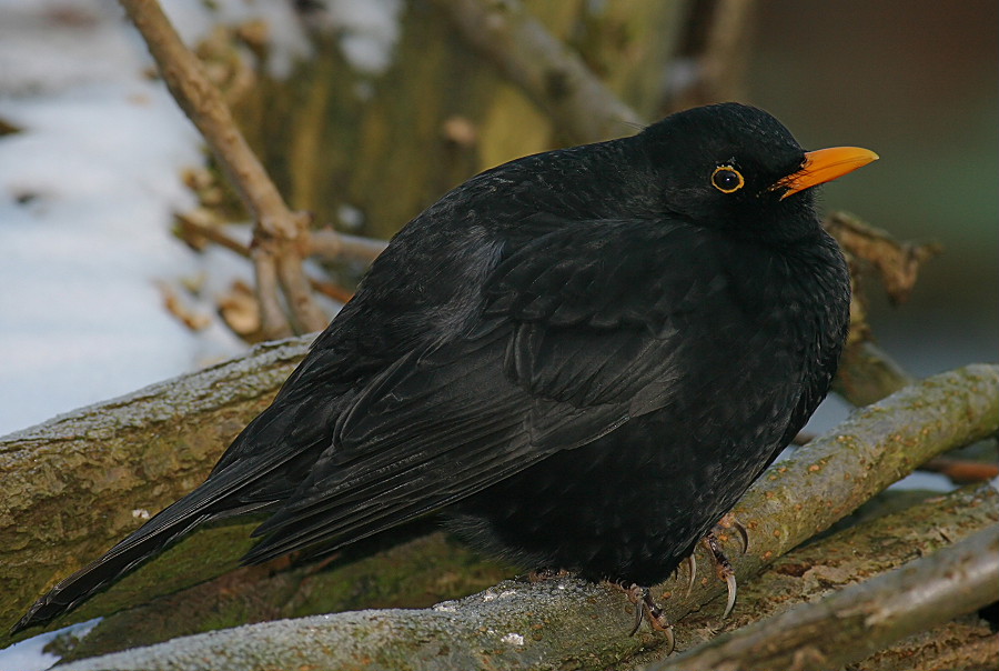 ND Amsel