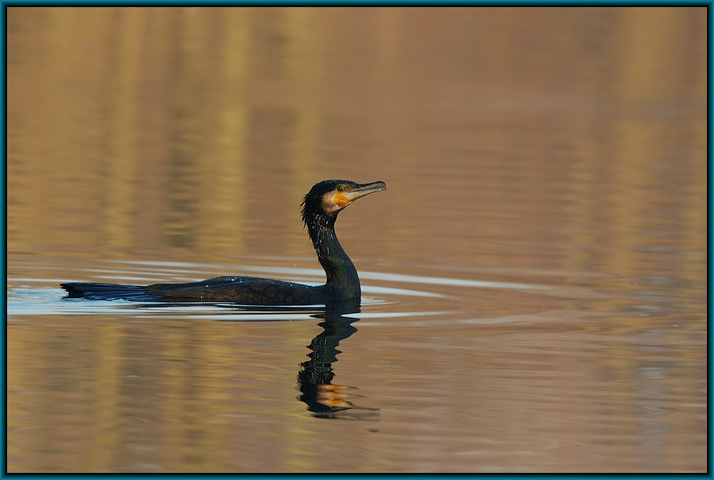 Kormoran